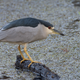 Illustration for article titled Six Mile Cypress Slough - Photos